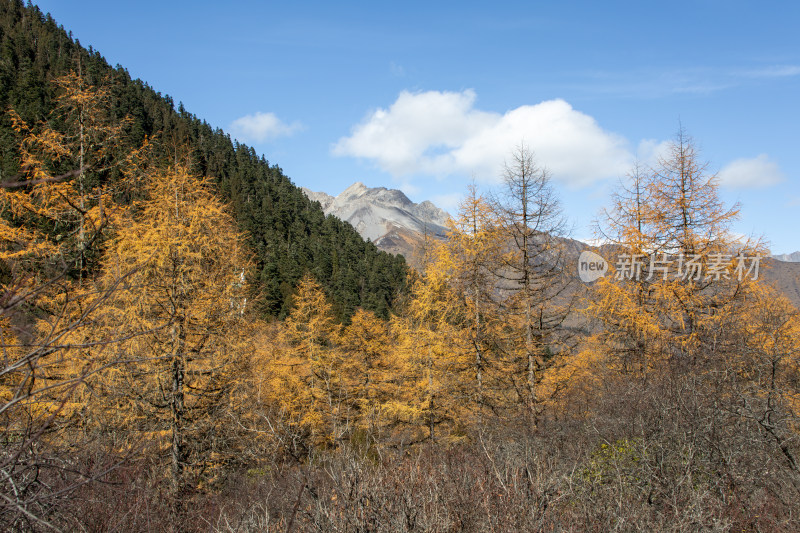 秋日山间金黄的落叶松红杉树