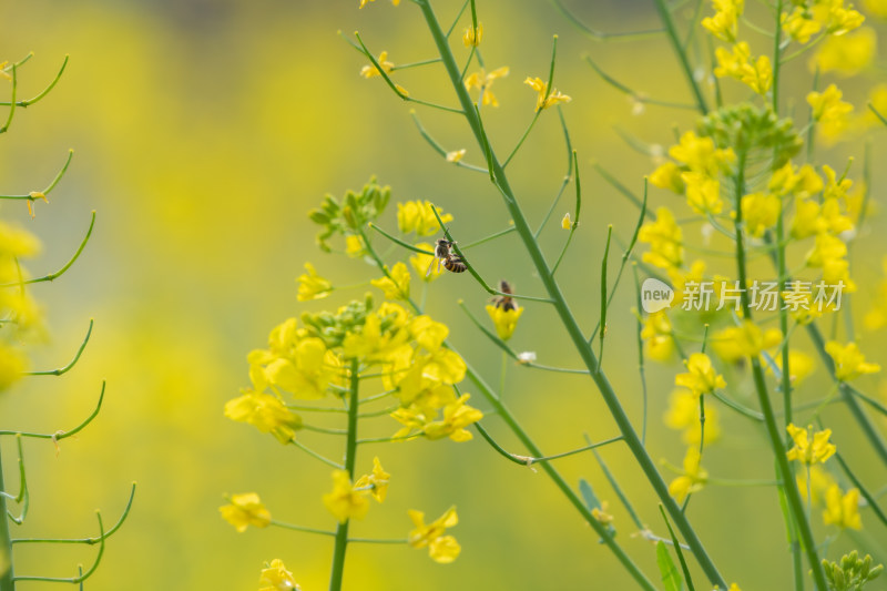 春天油菜花和蜜蜂