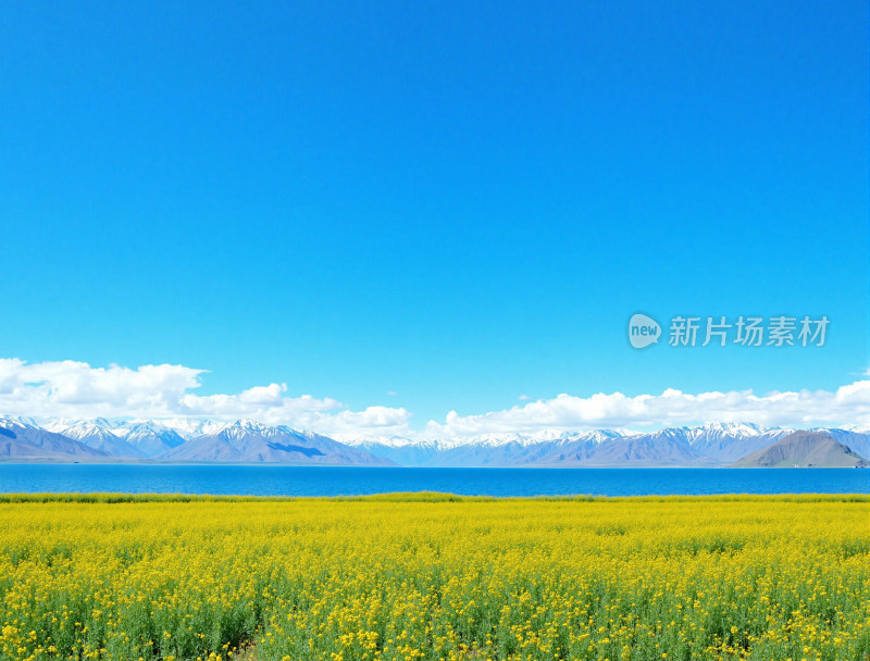 油菜花田与雪山湖泊风光