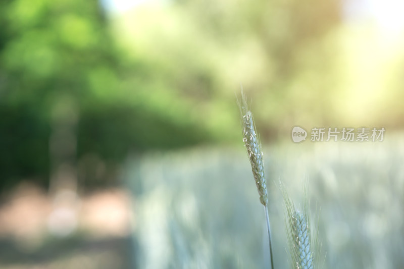 青青的小麦麦穗