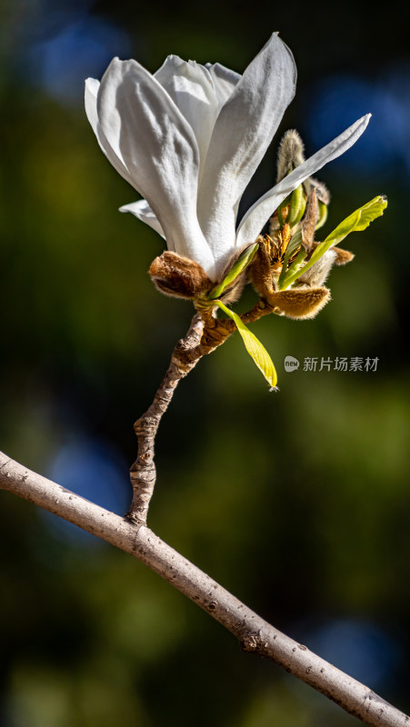 北京太庙玉兰花开