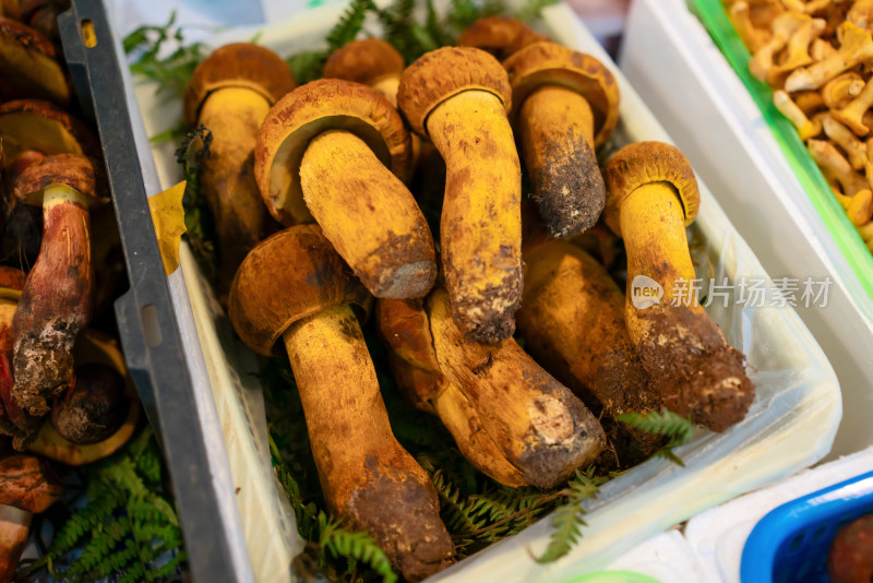 云南农贸市场的菌菇黄牛肝菌