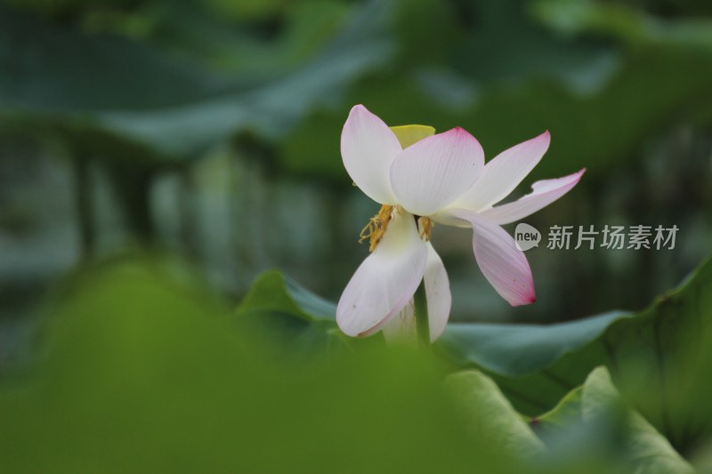 池塘里的荷花