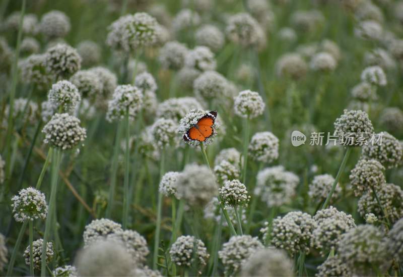 花粉蝴蝶飞翔，美丽的飞虫