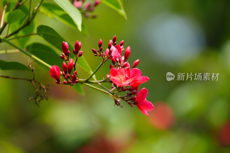 红色开花植物琴叶珊瑚