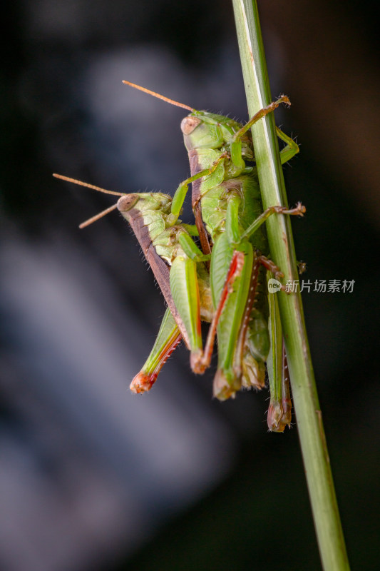 蝗虫蚂蚱微距生态摄影