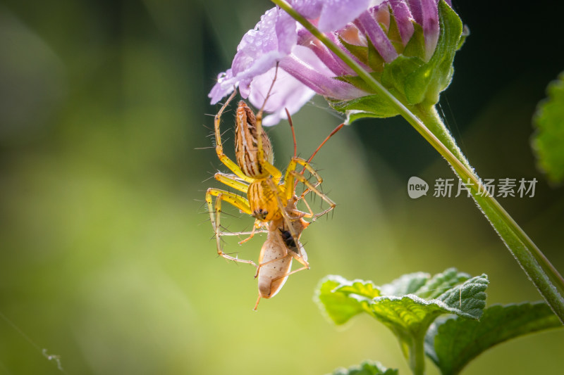 蜘蛛捕食微距生态摄影