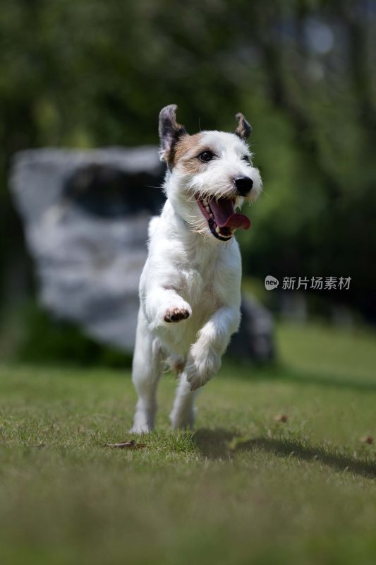 草地奔跑的杰克罗素梗犬