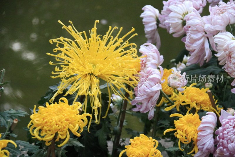 黄色菊花 丝状菊花 金丝菊 