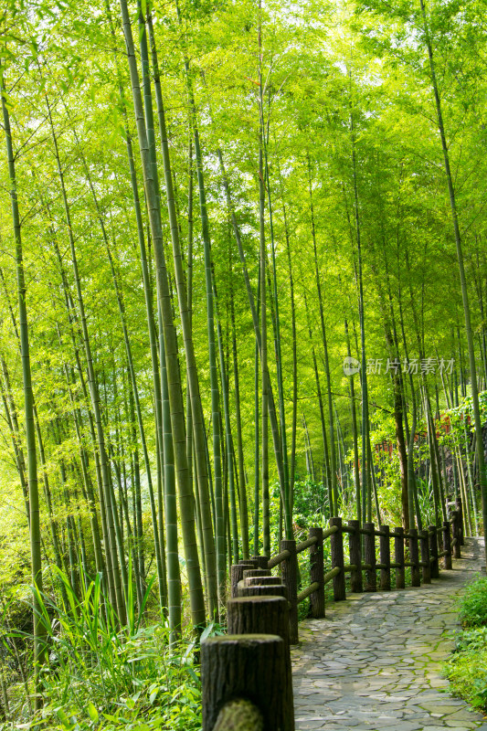 茂密竹林中的清幽景致