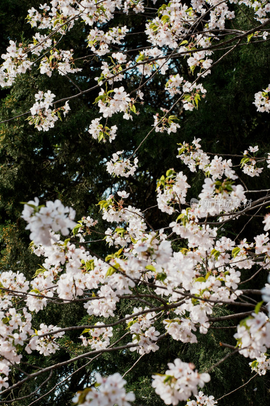 北京玉渊潭公园樱花节樱花