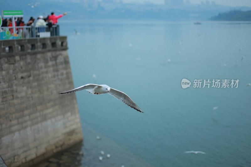 飞翔的海鸥场景