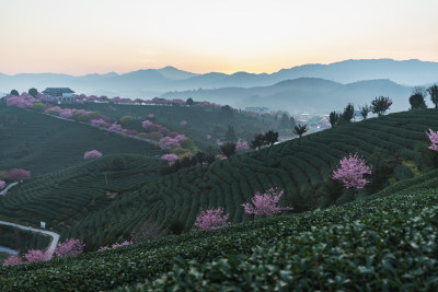 龙岩永福台品樱花茶园