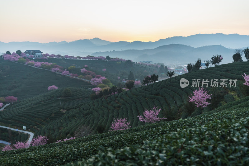 龙岩永福台品樱花茶园