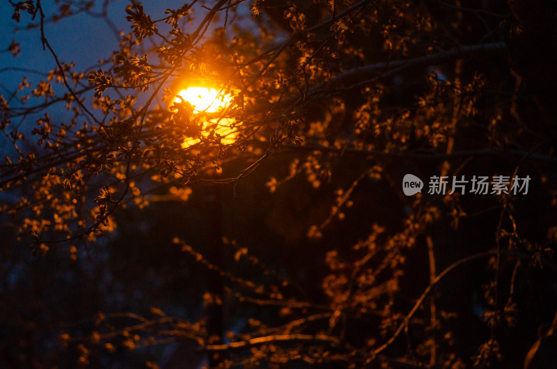 花枝包裹的灯光