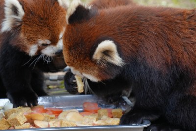 小熊猫进食特写