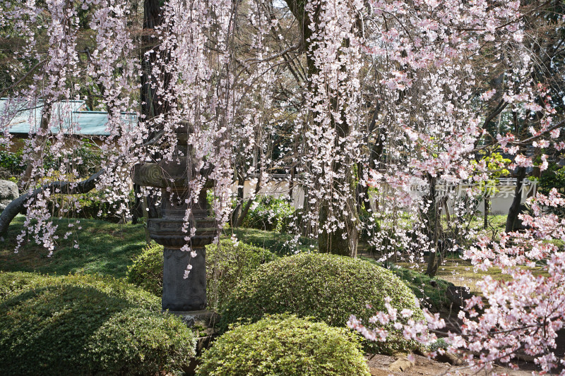 日本，川越喜多院，日式建筑与垂枝樱