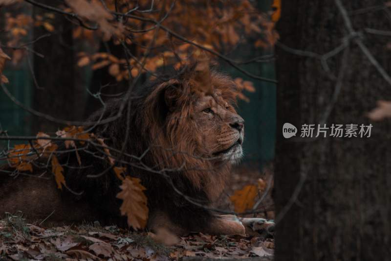 森林之王狮子雄狮