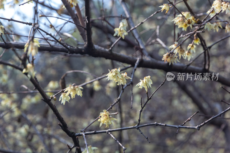 盛开的蜡梅树枝特写