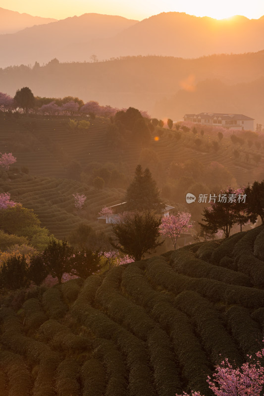 龙岩永福台品樱花茶园