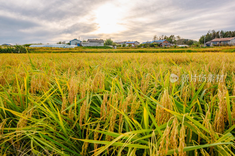 东北五常水稻基地