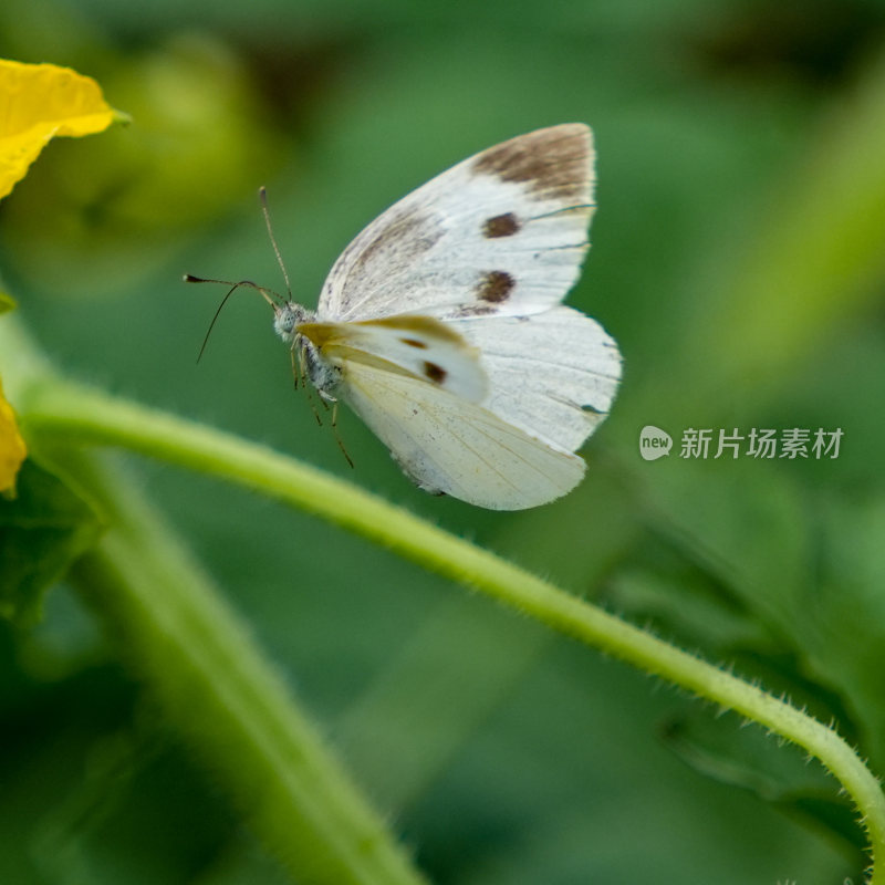 蝴蝶花蝴蝶传粉舞蹈