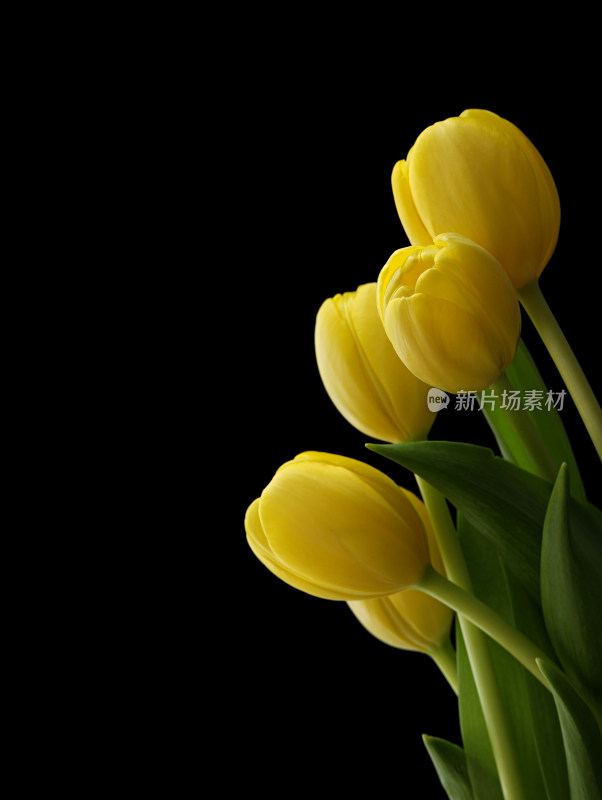 黑色背景上的一束鲜花黄色郁金香