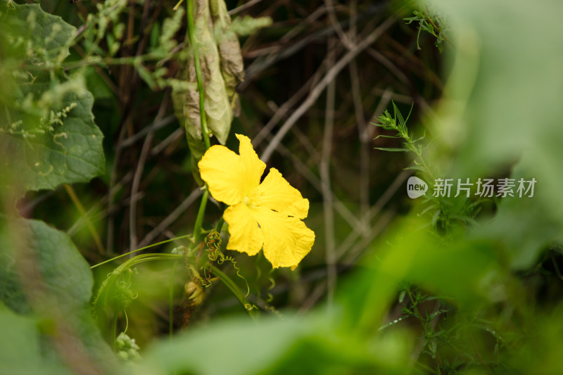 丝瓜秧上开放的黄色小花