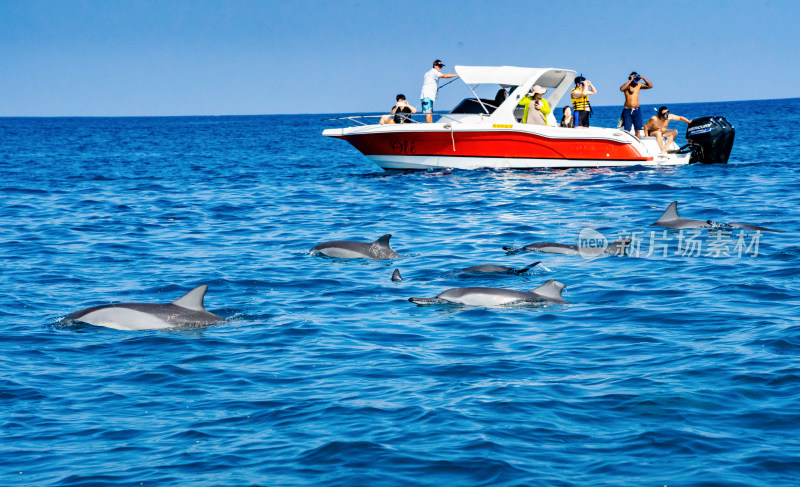 快艇追逐海洋野生海豚