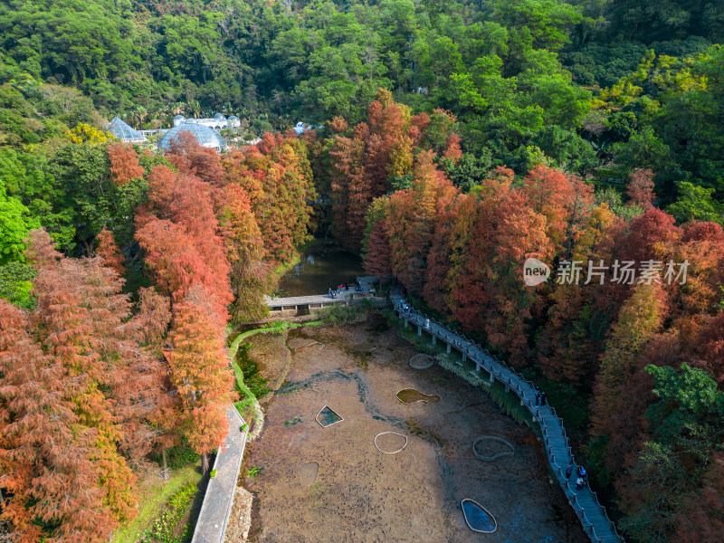 深圳仙湖植物园落羽杉