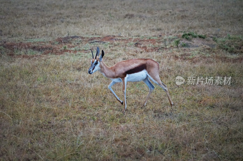 南非，KWANTU GAME RESERVE，safari，瞪羚