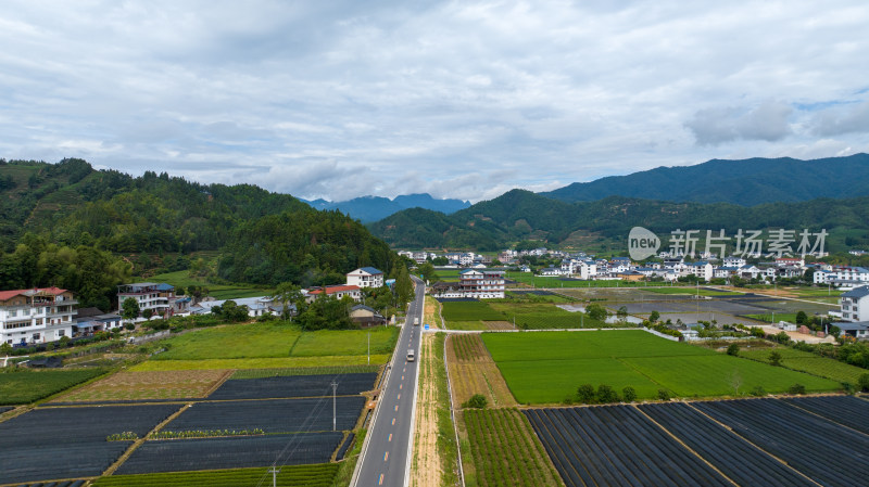 武夷山茶山茶园 优质大红袍产区