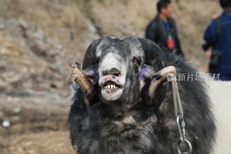 斗羊，犀利的眼神！