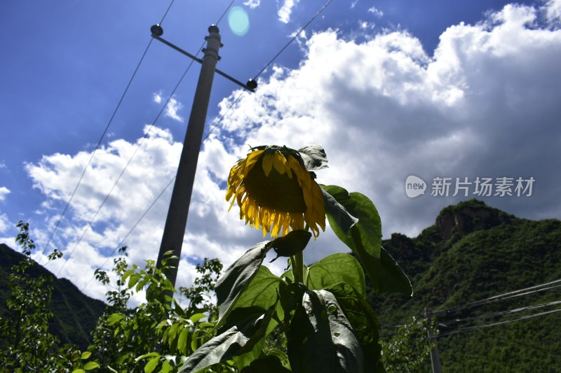 向日葵夏天