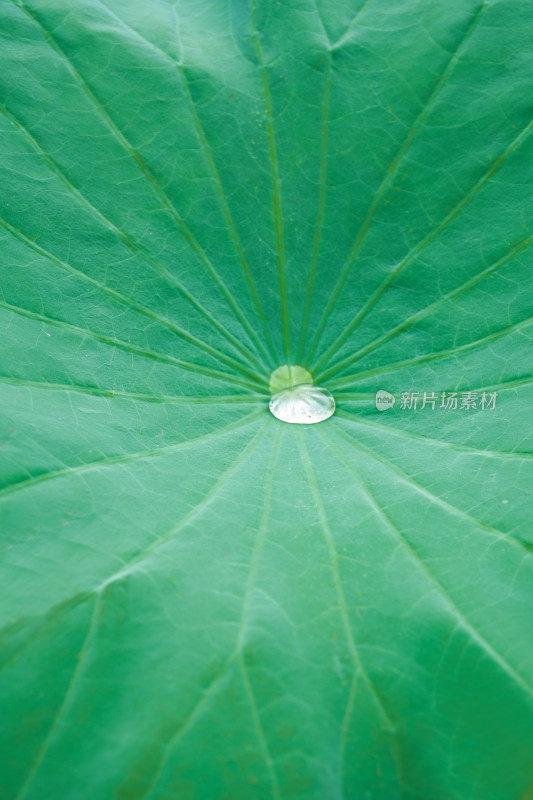 荷叶上的水珠特写