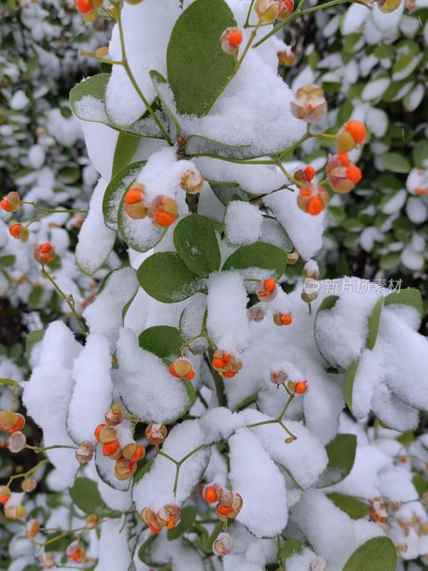 带雪的植物，绿叶红果相映成趣