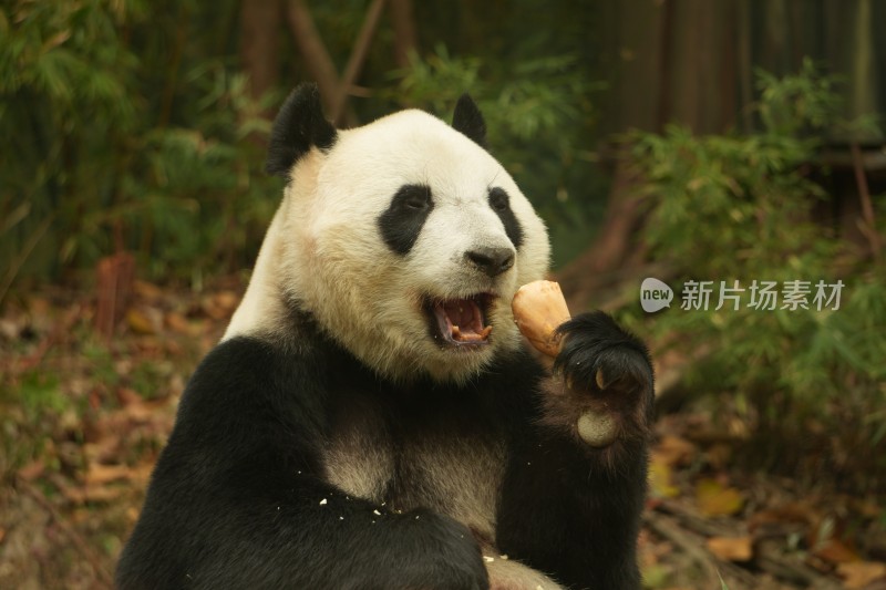 大熊猫萌萌采食画面