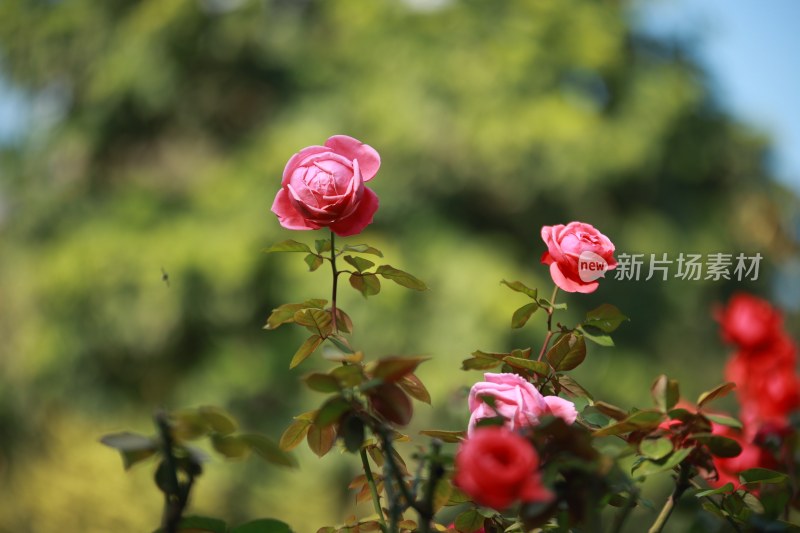 春天玫瑰花