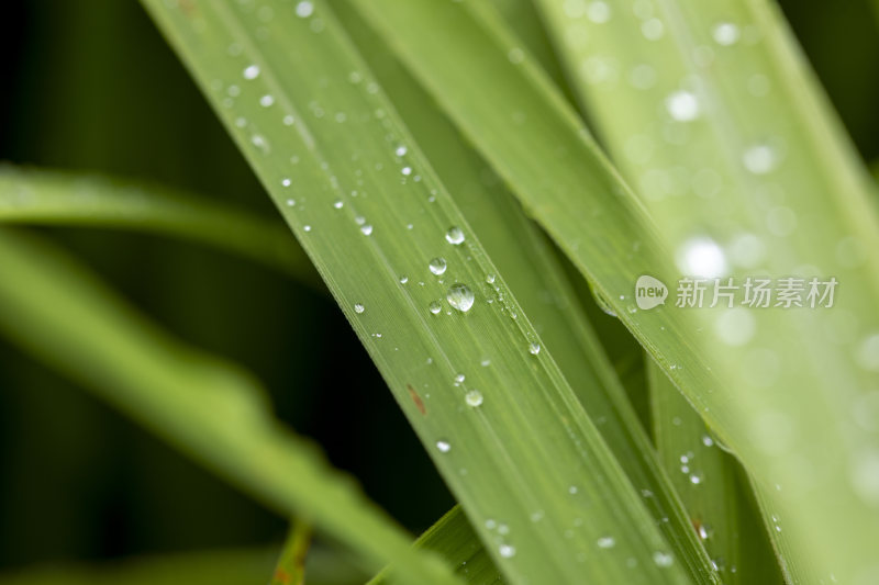 绿植叶子雨水露水露珠微距特写