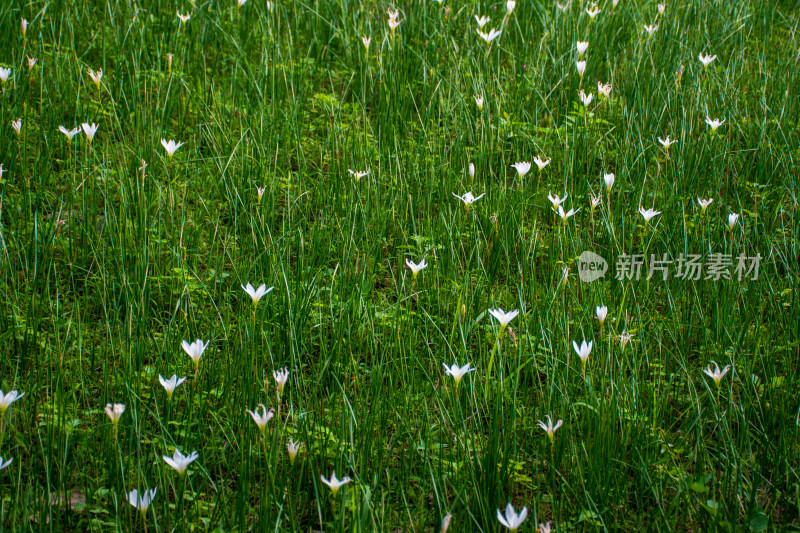 草地中盛开的白色小花