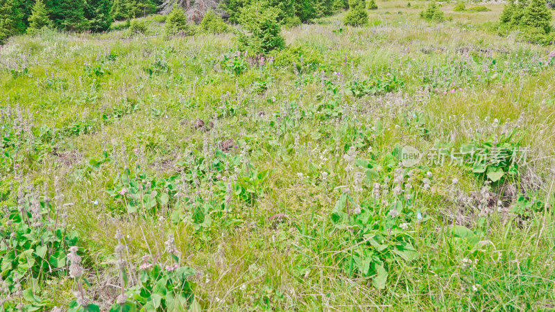 新疆赛里木湖湖边野花