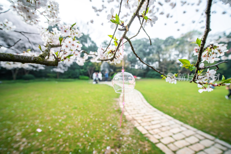 无锡鼋头渚樱花谷