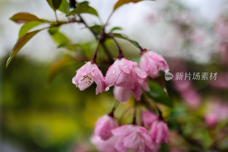 海棠花 垂丝海棠 春天