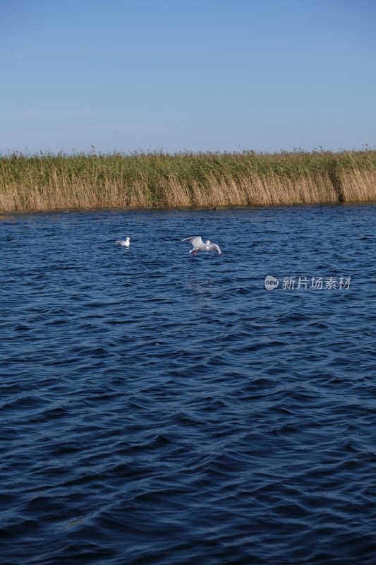 水面上飞翔与浮游的海鸥