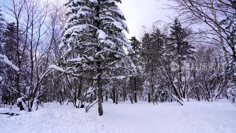 林海雪原