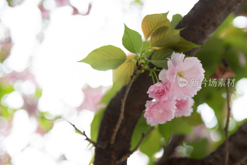 春天树枝上的粉色樱花特写