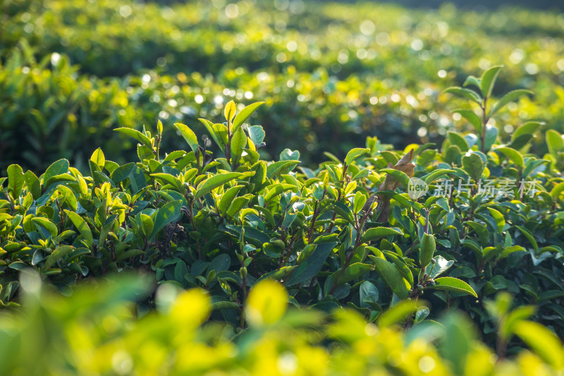 惠州柏塘绿茶茶园清晨时分茶树上的新鲜嫩芽