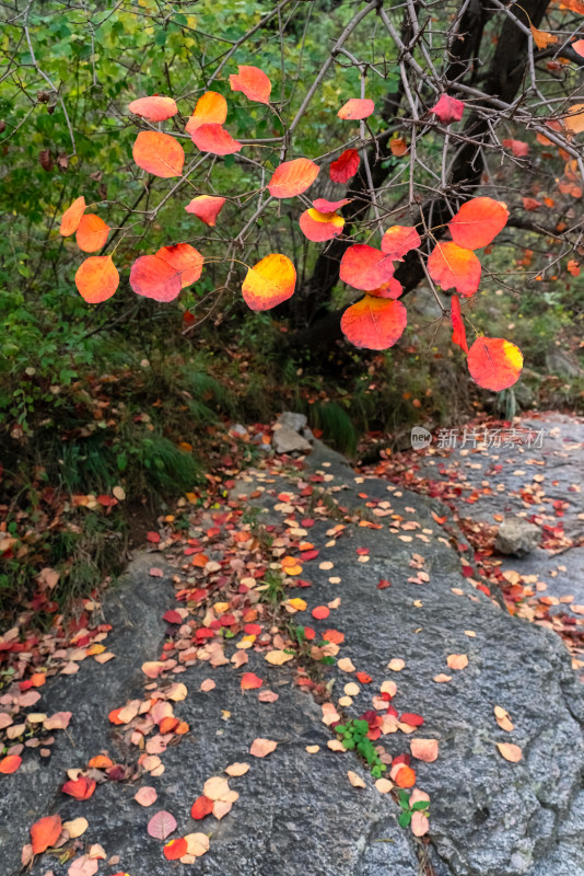 秋天岩石上飘落的红叶