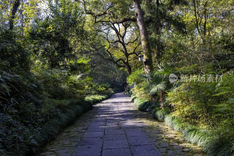 杭州西湖景区森林 林间小路 幽静唯美