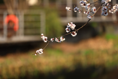 春天樱花盛开特写